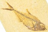 Detailed Fossil Fish (Diplomystus) - Wyoming #379509-1